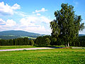 Im Hintergrund der Wagensonnriegel (959m). Die Birke steht am Weg von Plattenhöhe über Kandlbach nach Großloitzenried. Ein wunderschöner Spaziergang.