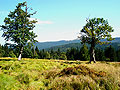 Der Jährlings-Schachten bei Scheuereck – und der Blick nach Böhmen, auf den Mittagsberg (1314m). Man kann von hier aus leicht auf die tschechische Seite des Nationalparks wandern.